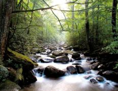 1177 Mountain River